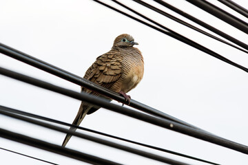 A dove perches on an electric wire