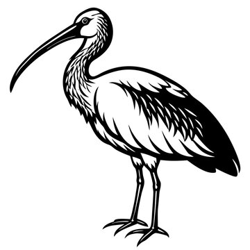 recommend clip art: Black silhouette American white ibis flat vector