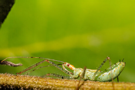 Zelus luridus
