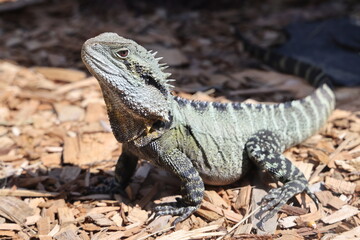iguana on the mulch