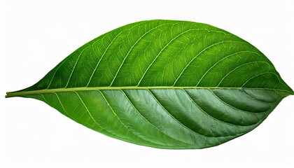 Obraz premium Green leaves Plant isolated