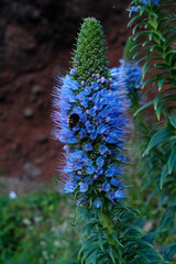 Flora Madeira