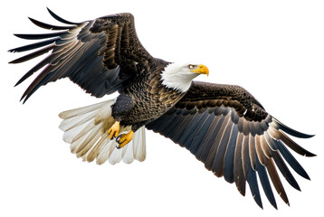 Fototapeta premium PNG American bald eagle animal flying bird.