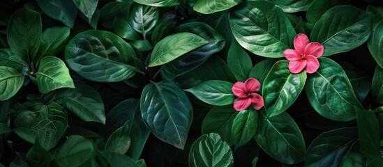 Pink Flowering Plant with Green Foliage