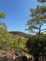 pine tree on the hill