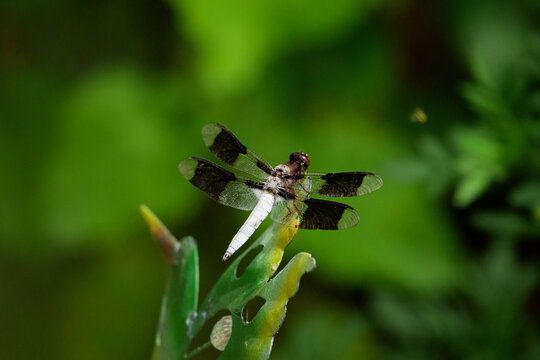 Common Whitetail Skimmer  dragonfly on a garden decoration in the summer.