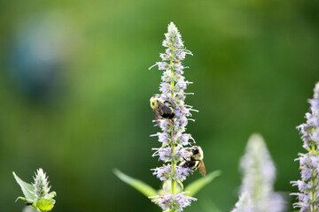 Bumble bee on anise hyssops in the summer garden