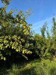 trees in the park