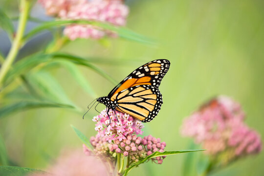 Monarch butterfly on swamp milkweed