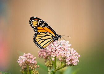 Monarch butterfly on swamp milkweed