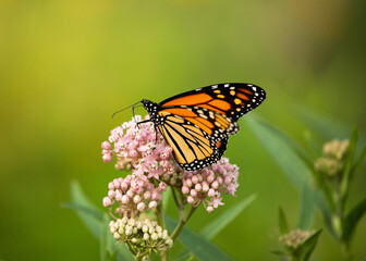 Monarch butterfly on swamp milkweed