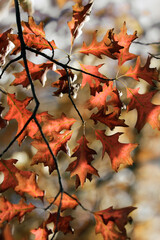Branch with leaves red orange brown, wind, autumn colors, close up.