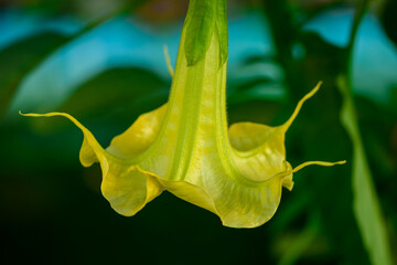 Zbliżenie na zolty kwiat wiszący w dół, piękny bieluń © Paweł Kacperek