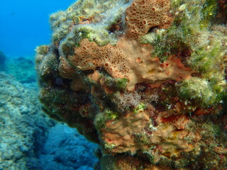 Crater sponge or honeycomb sponge (Hemimycale columella) undersea, Aegean Sea, Greece, Syros island, Azolimnos beach