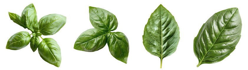 Obraz premium Fresh green basil leaves arranged in various styles transparent background