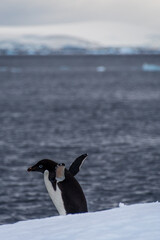 Close-up of an Adelie Penguin - Pygoscelis adeliae- standing on an iceberg, near the fish islands, on the Antarctic Peninsula