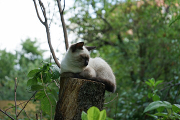 Little cat, kitten, sitting on the tree, outdoor, natural light, siamese cat