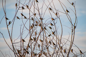 beautiful birds at Axios river