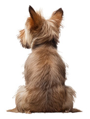 PNG Dog back view terrier mammal animal.