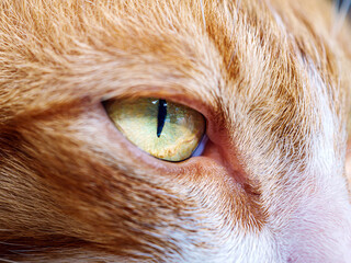 Fototapeta premium macro of eye cat shot, Extra close up shot of eye of a orange cat