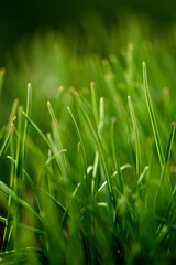 Summer season abstract blurred green grass background. Blades of grass close up.