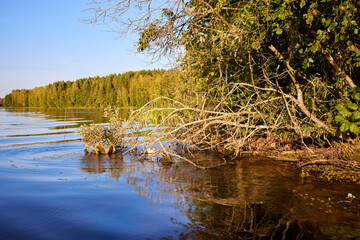 Serene Riverbank Scene with Lush Greenery