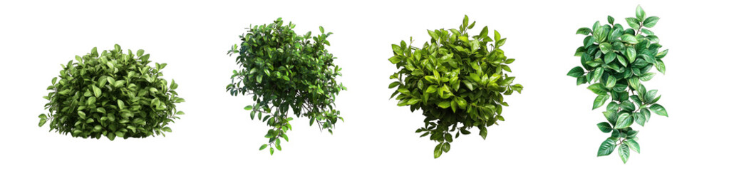 Obraz premium Collection of PNG. Botanical bush, lush green foliage, isolated on a transparency background.