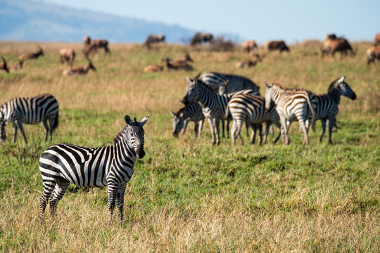 Zebras and wildebeests grazing in Masai Mara