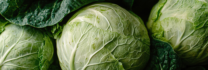 Fototapeta premium close up of Chinese Cabbages, full frame, food advertising
