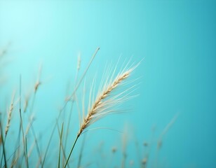 A single wheat stalk stands out against a soft blue sky, creating a serene and minimalist composition.