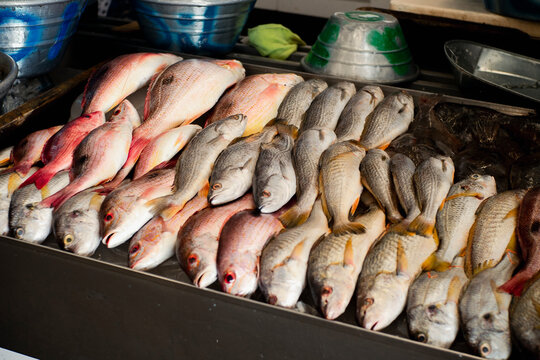 Fresh fish on display at a market in El Salvador