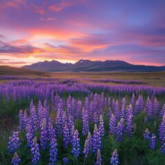 Fototapeta premium A sprawling field of purple lupines, with distant mountains and a dramatic sunset sky providing a stunning backdrop