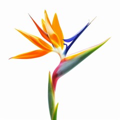 Bird of Paradise Tropical Flower Isolated, Strelitzia Bloom, Orange Exotic Bird Head Flower on White