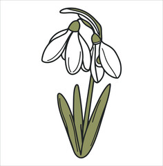 Snow drop flower Hand drawn line art vector art illustration on a white background