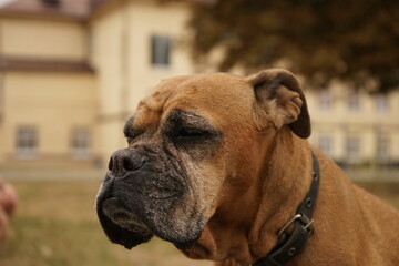 Boxer dog portrait, natural light, outdoor, nature on the background