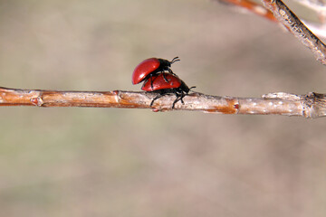 A red ladybug on top of another red ladybug on a horizontal branch on a brown out of focus...