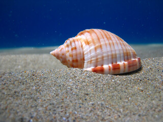 Orange and white seashell on the seabed on the sand with vegetation in the background. You can see the particularities in the water