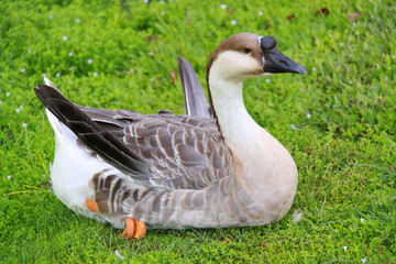 Brown exotic duck with orange beak and leg perching on grass