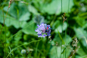 Black and red butterfly on a central violet flower. Background of green vegetation
