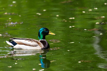 Ducks sleep, clean their feathers, eat algae. Ducks are beautifully reflected in water. A family of ducks, geese swims in a water channel, river, lake.