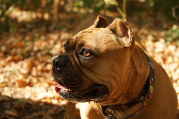 American bully dog portrait, smiling, forest on the background 