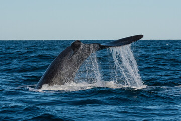 Fototapeta premium Whale tail, lobtailing, endangered species,Chubut Province, Patagonia,Argentina