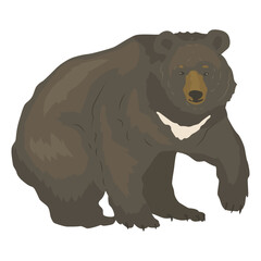 Himalayan bear with characteristic white stripe. The largest predator of the forest. Wild animal in the natural park. Vector illustration in flat style.