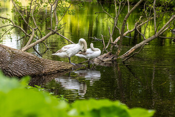 Beautiful white swans preen their feathers, drink water from the lake, swim around the lake. Beautiful white swans swim on water, lake, river. Beautiful white swans stand on a fallen tree.