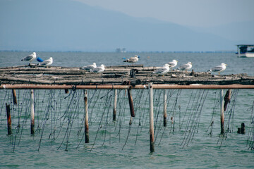 seagulls at Delta axiou