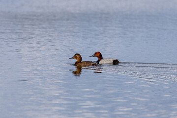 Ducks sleep, clean their feathers, eat algae. Ducks are beautifully reflected in water. A family of ducks, geese swims in a water channel, river, lake.