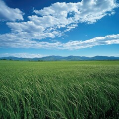 Fototapeta premium A vast, flat field of tall green grass swaying in the wind, with a distant mountain range visible under a bright blue sky