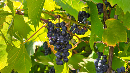 Dark grapes on a summer cottage. Harvesting. Wine making.
