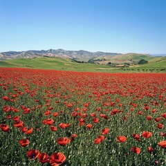 A vibrant field of red poppies in full bloom, with a clear blue sky overhead and rolling hills in the distance