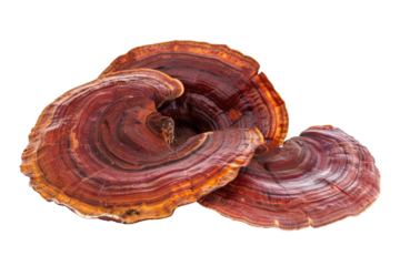 Reishi health mushroom isolated on white or transparent png